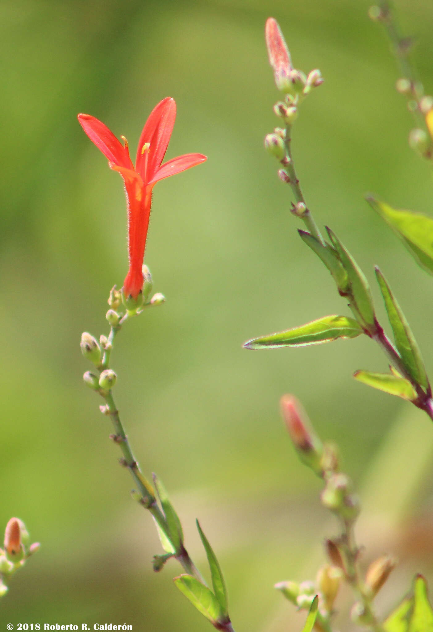 Anisacanthus quadrifidus (Vahl) Standl. resmi