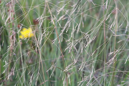 Image of Winter Bent