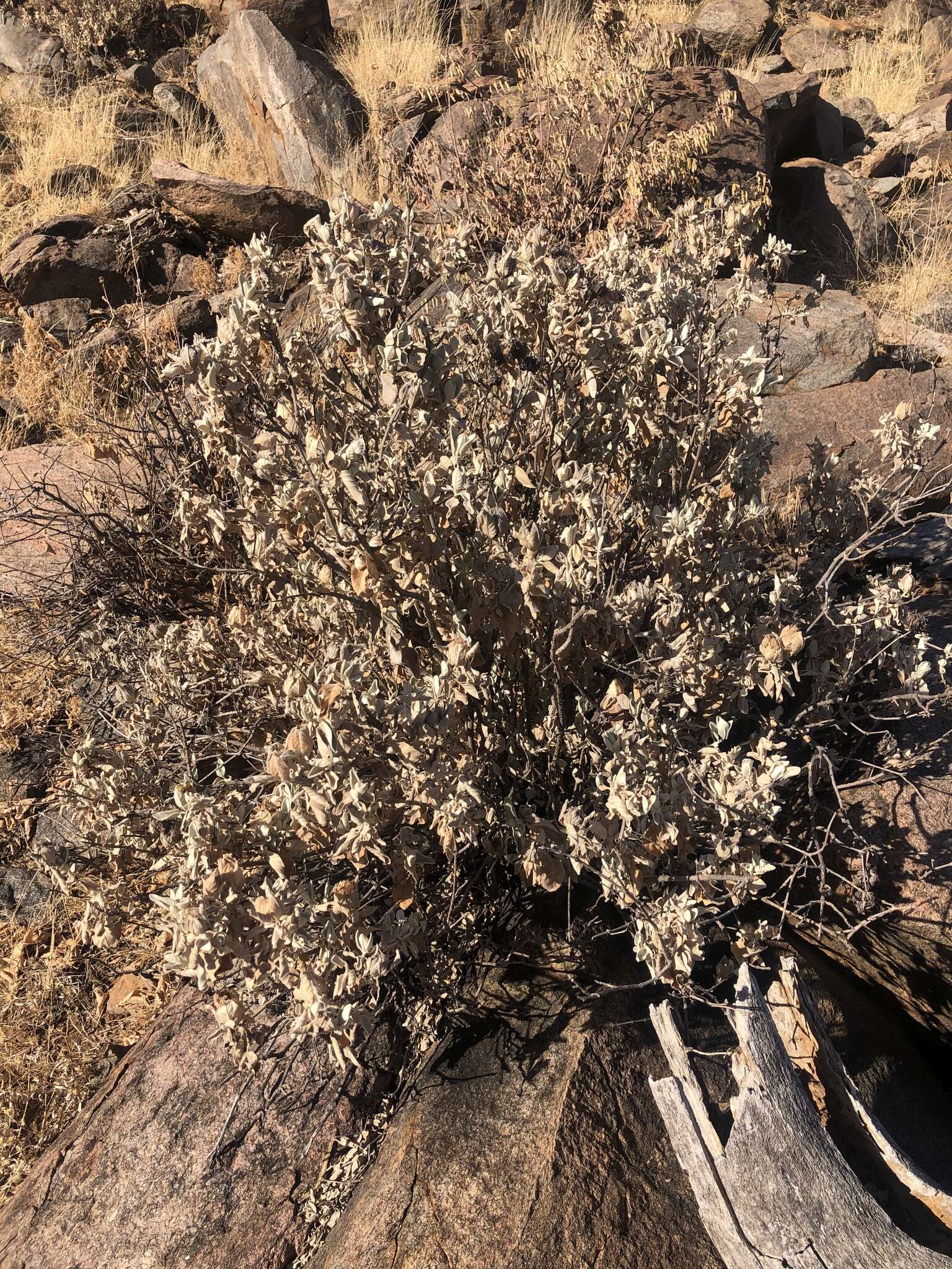 Image of Barleria albostellata C. B. Cl.