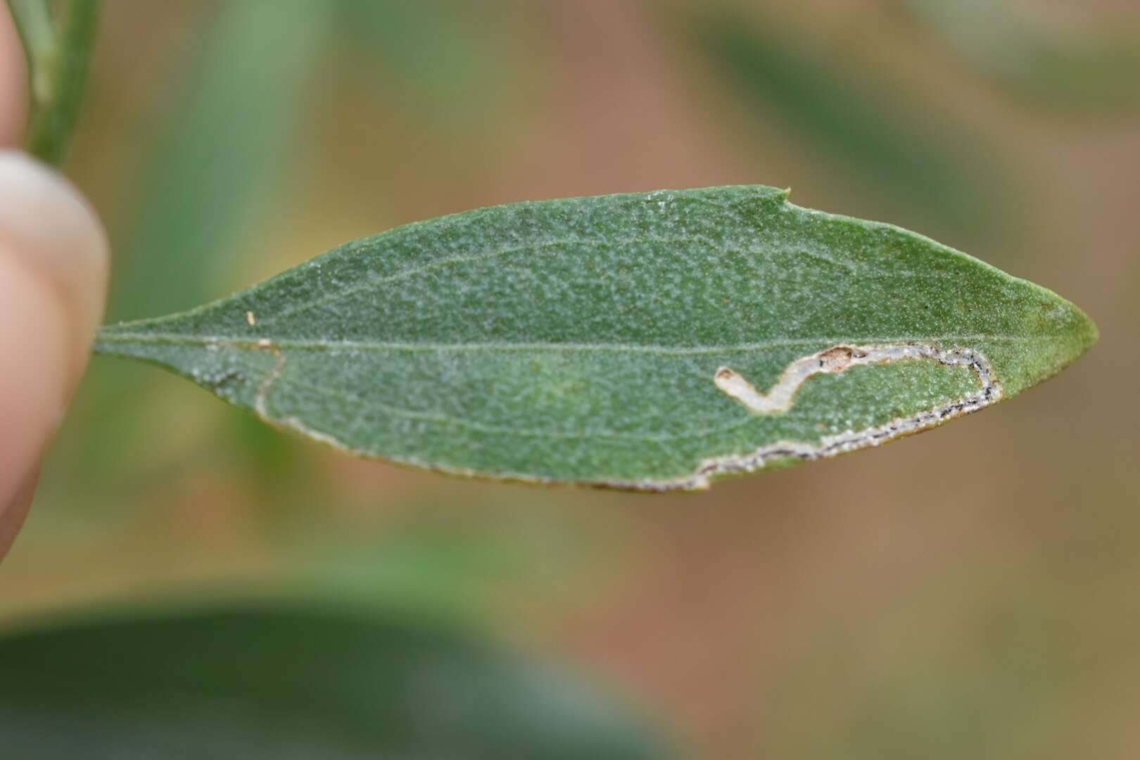 Image of Bucculatrix ivella Busck 1900