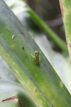 Image of Tsarafidy Madagascar Frog