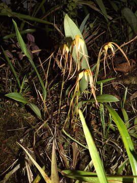 Image of Maxillaria lepidota Lindl.