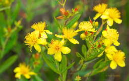 صورة Hypericum kalmianum L.