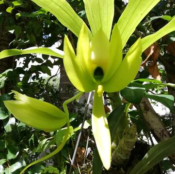 Cycnoches chlorochilon Klotzsch的圖片