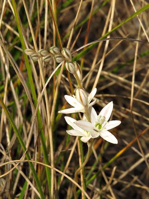 Imagem de Ornithogalum graminifolium Thunb.