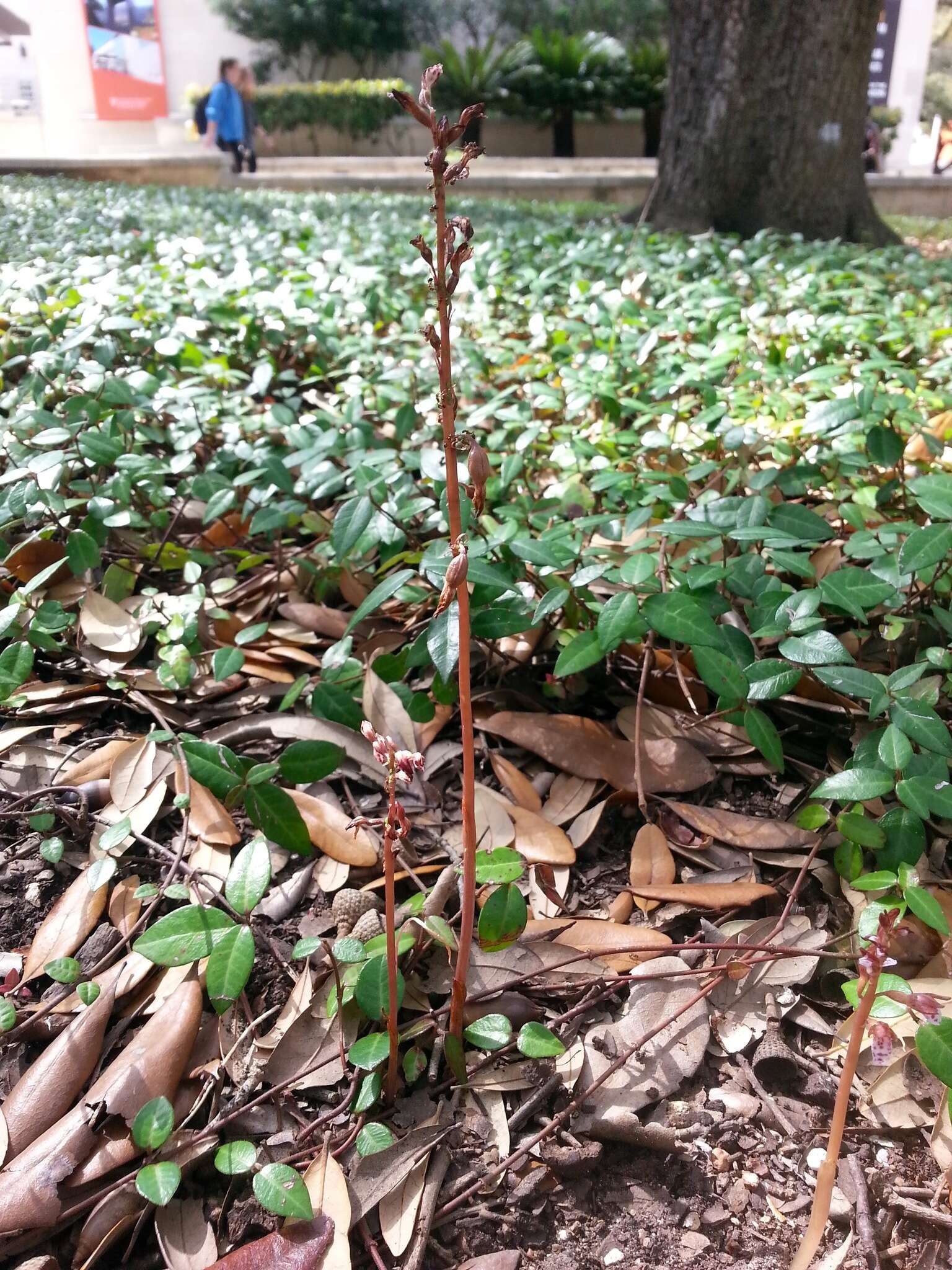 Image of Spring coralroot