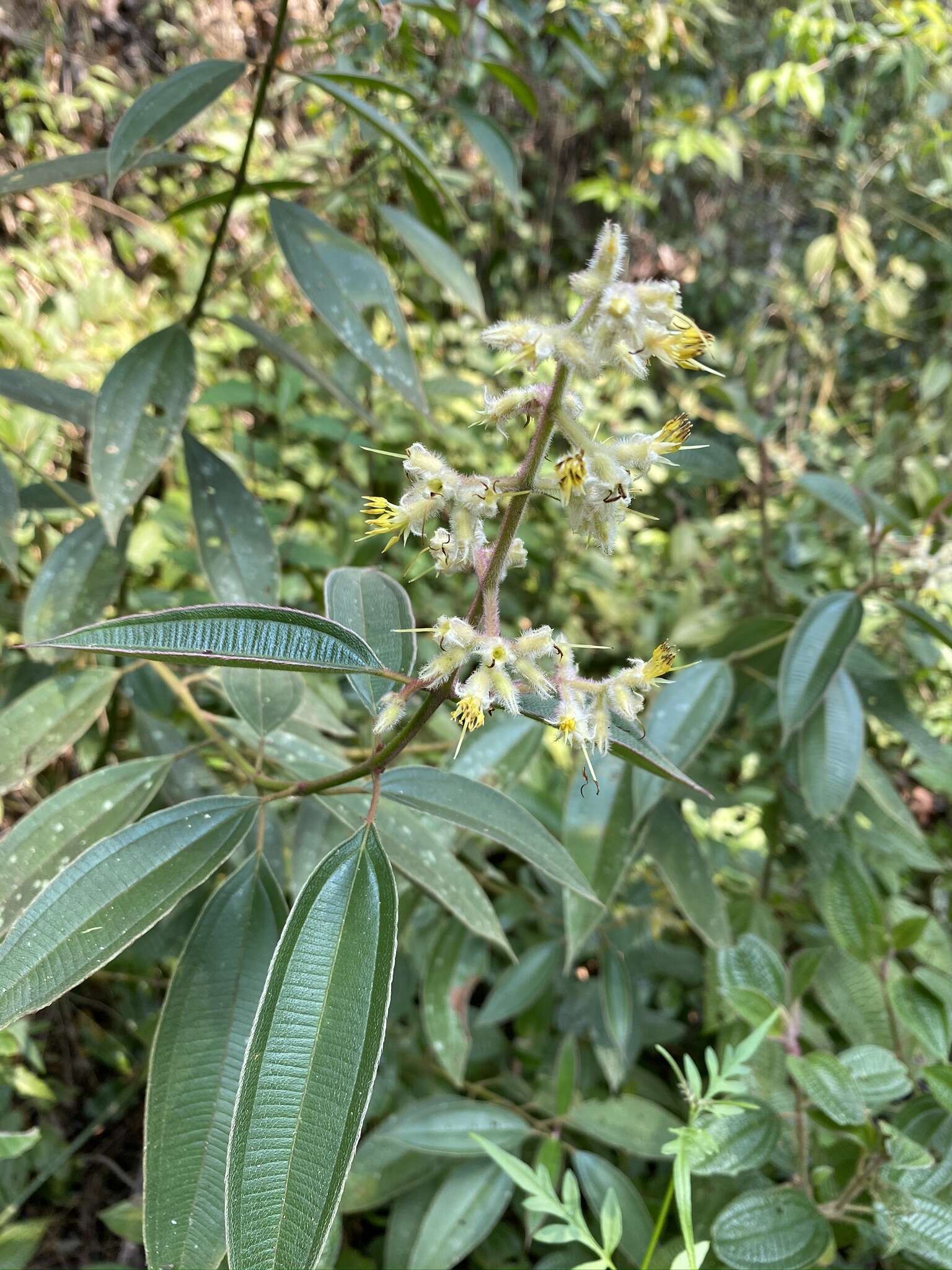 Image of Miconia australis