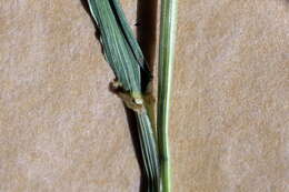 Image of Microlaena stipoides var. stipoides