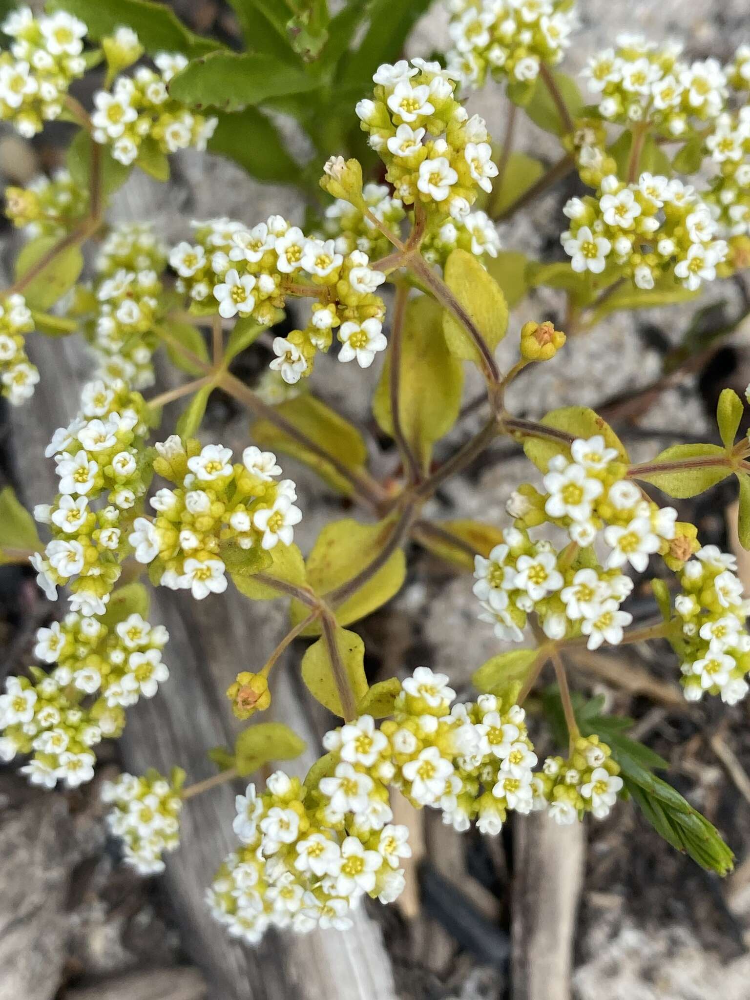 Crassula filiformis (Eckl. & Zeyh.) Dietr. resmi