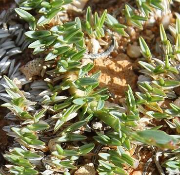 Image of Eragrostis bergiana (Kunth) Trin.