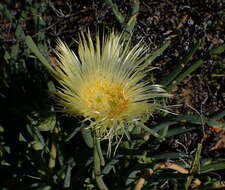 Imagem de Conicosia pugioniformis subsp. alborosea (L. Bol.) Ihlenfeldt & Gerbaulet