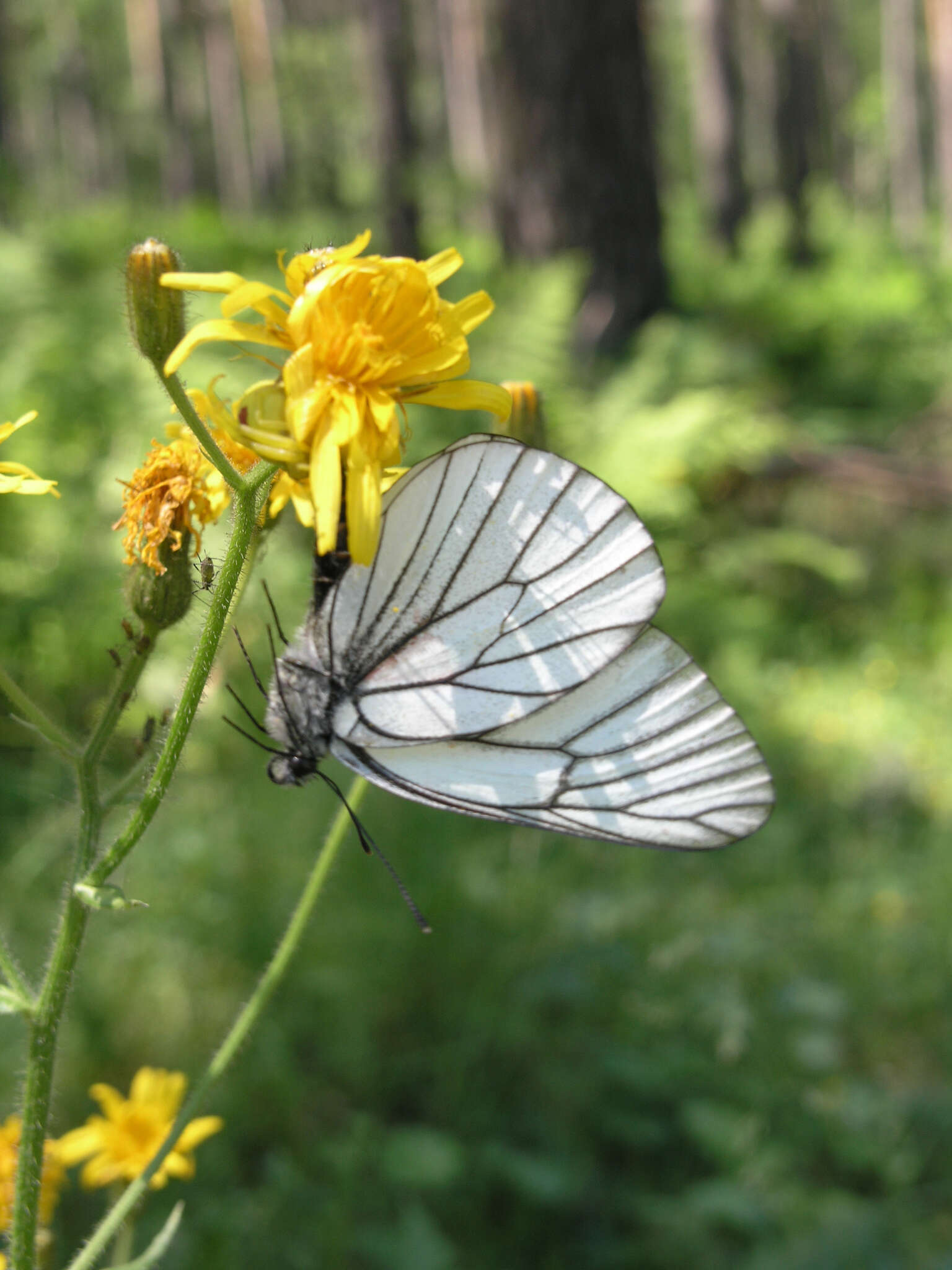 Image of Crepis lyrata (L.) Froel.