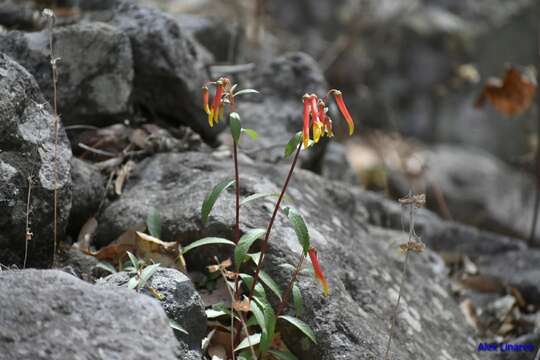 Imagem de Lobelia laxiflora Kunth