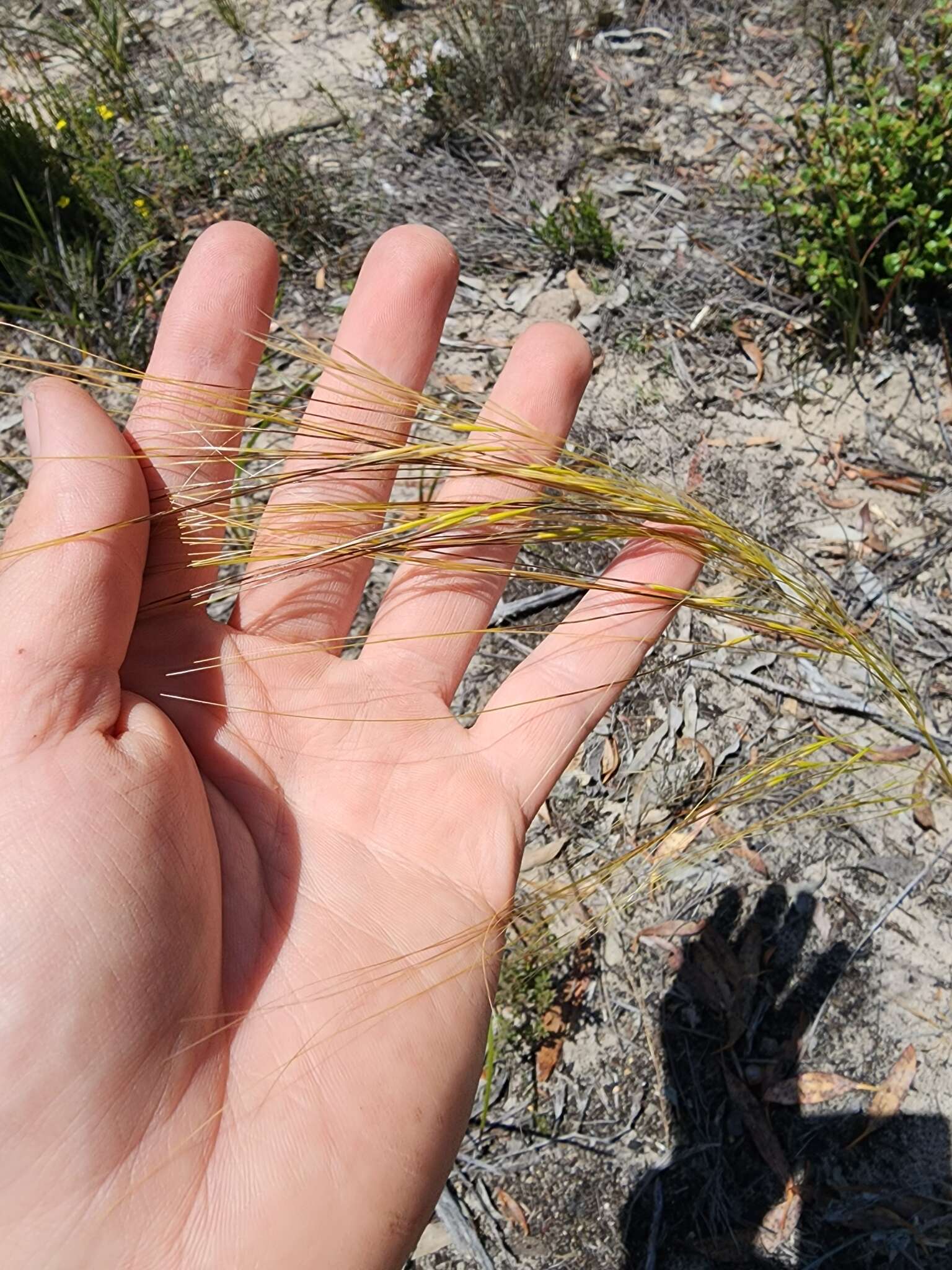 Image of Austrostipa macalpinei (Reader) S. W. L. Jacobs & J. Everett