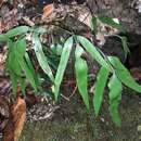 Plancia ëd Asplenium oligolepidum C. Chr.