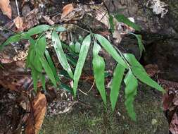 Image of Asplenium oligolepidum C. Chr.