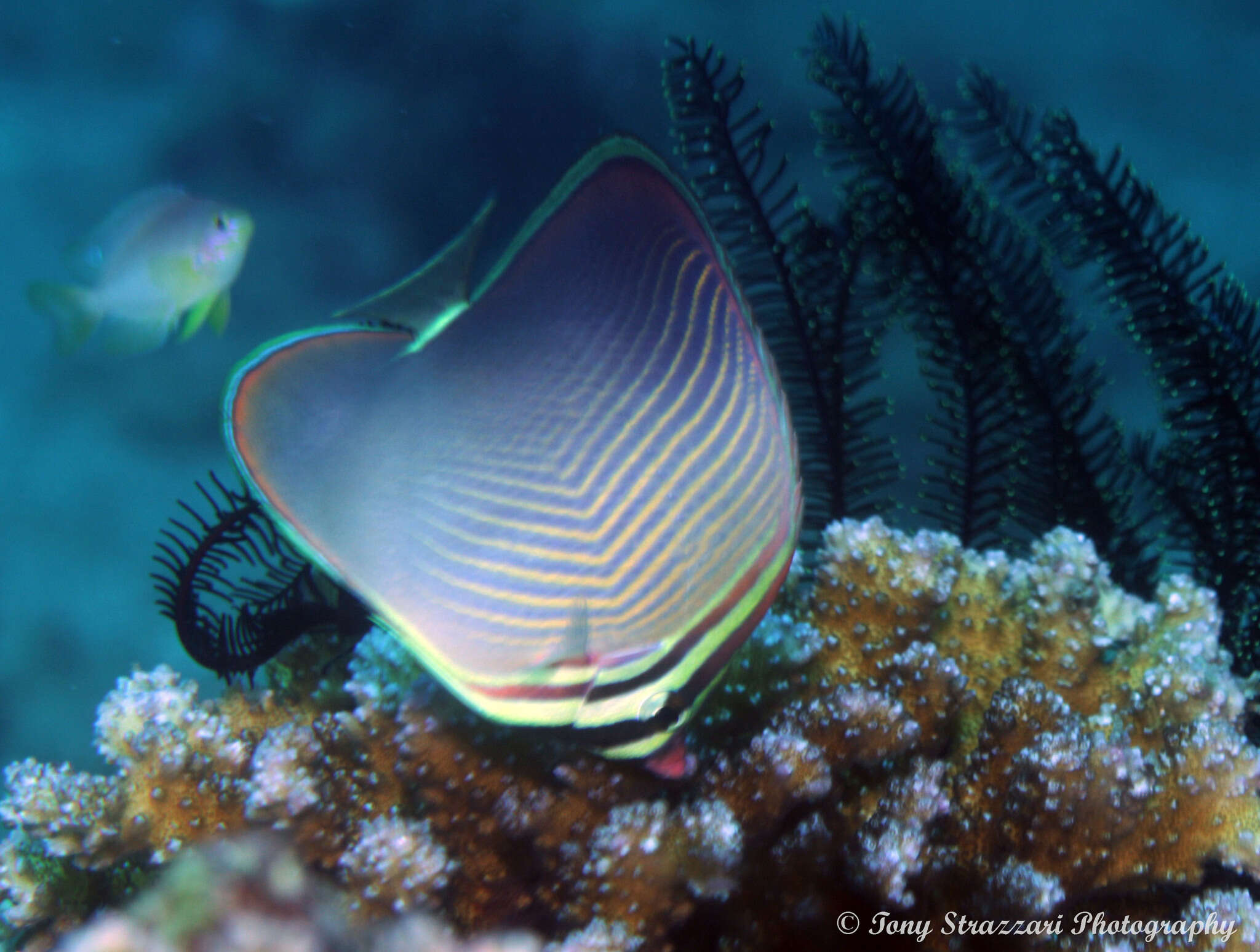 Image de Chaetodon baronessa Cuvier 1829