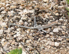 Plancia ëd Acanthodactylus felicis Arnold 1980