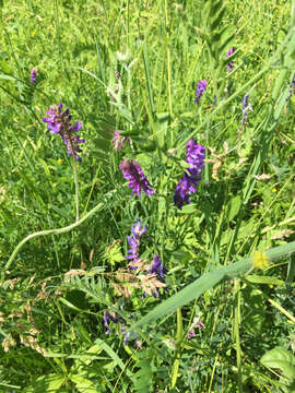 Image of bird vetch