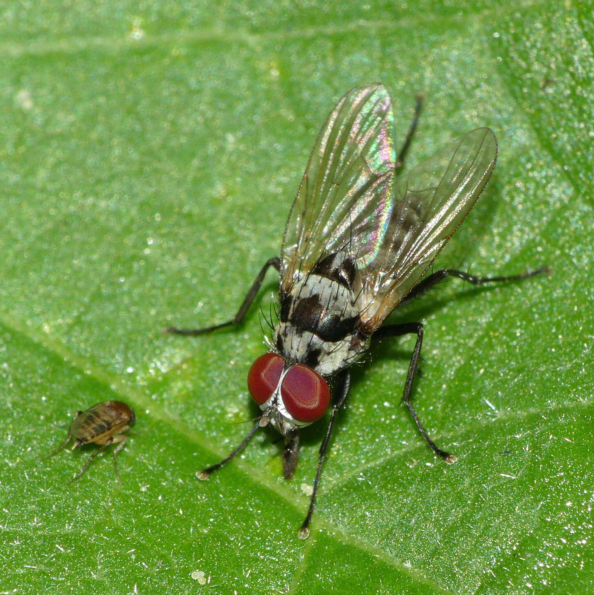 Image of Anthomyia procellaris Rondani 1866