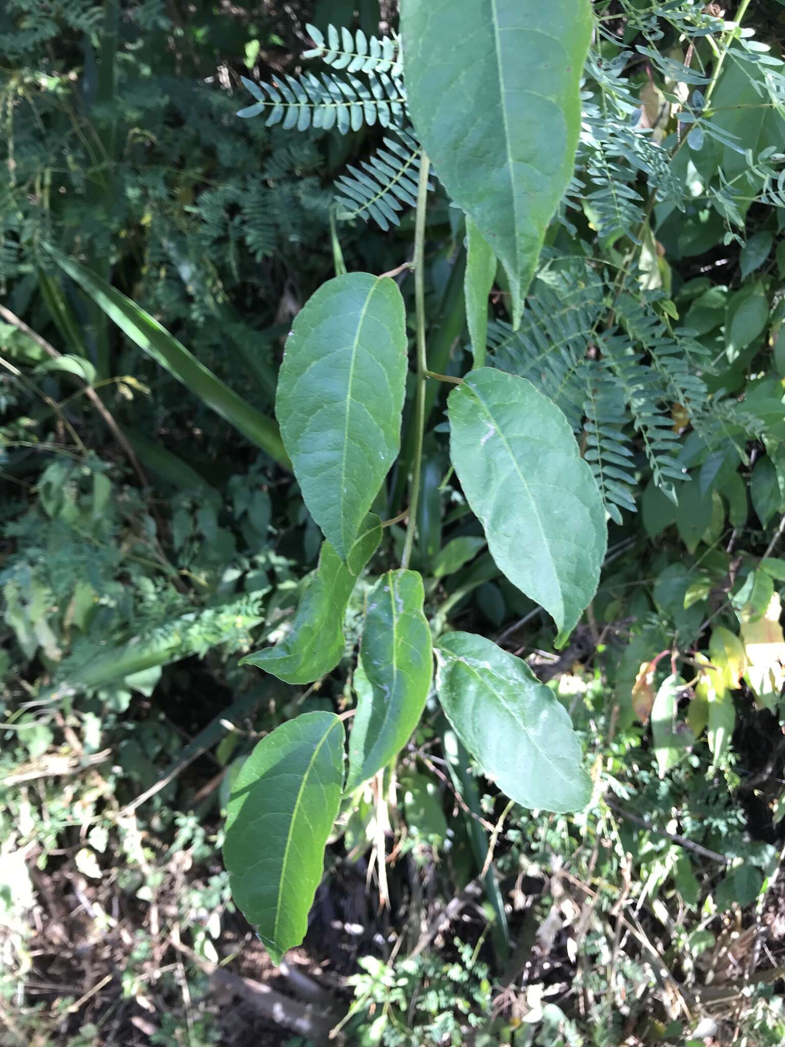 Sivun Trichostigma octandrum (L.) H. Walt. kuva