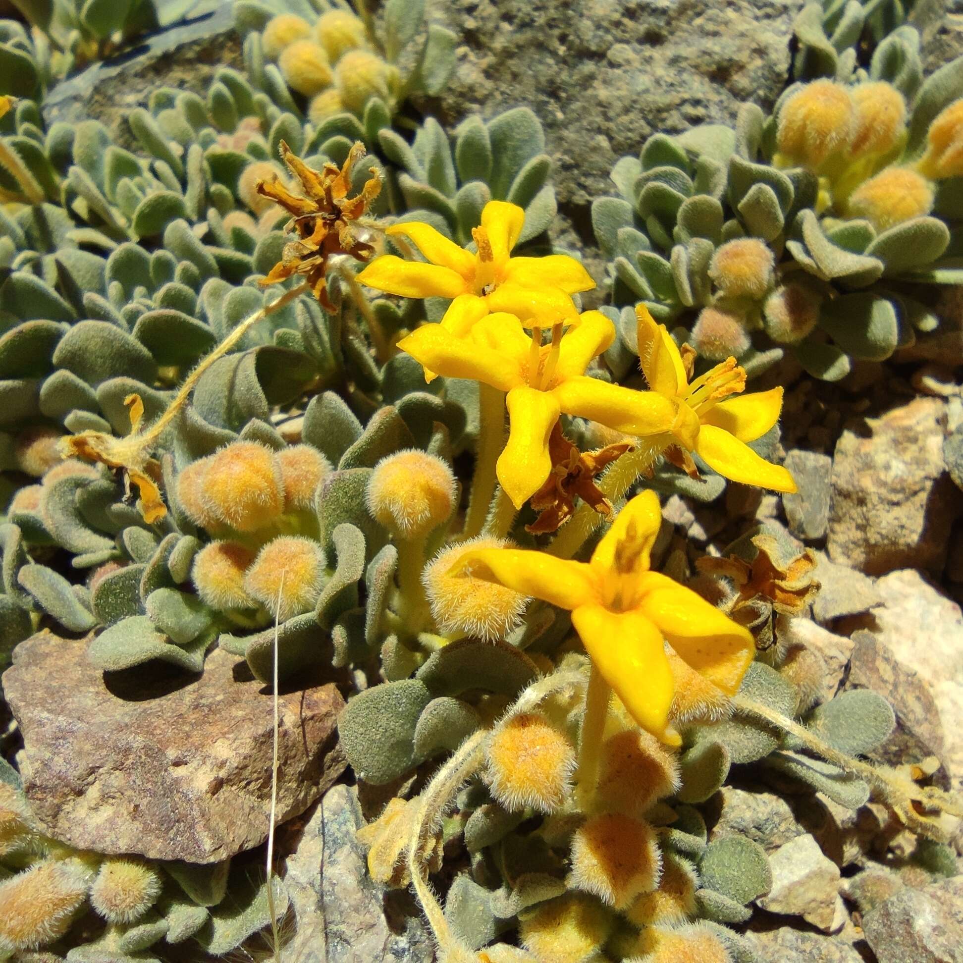 Image of Cruckshanksia macrantha Phil.