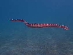 Image of Ornate Reef Sea Snake