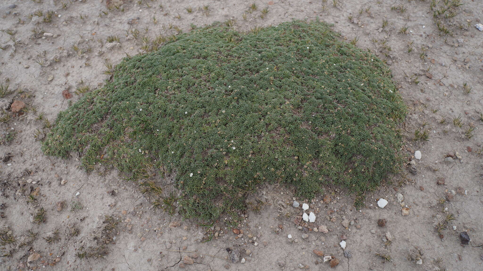 Image of Junellia minima (Meyen) Moldenke