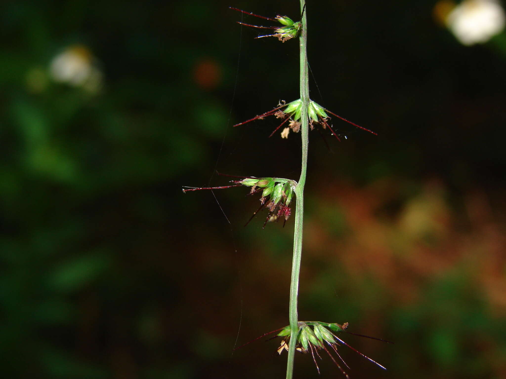 Oplismenus compositus (L.) P. Beauv. resmi