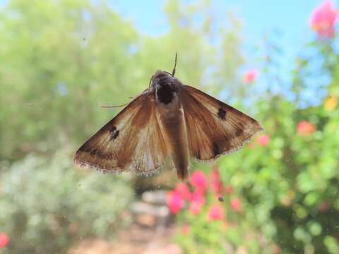 Image of Heliothinae