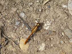 Image of Red Percher Dragonfly