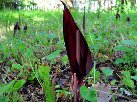 Image of Arum elongatum Steven