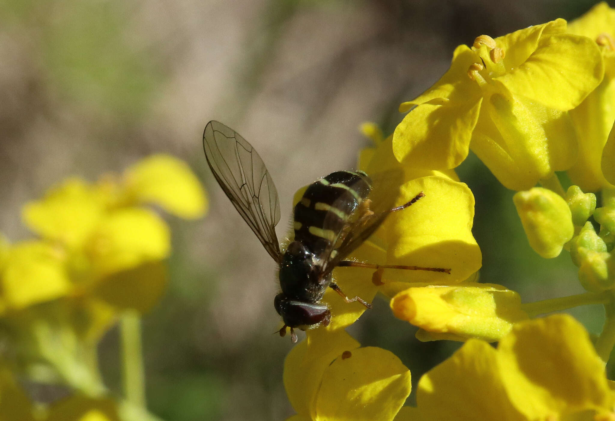 Image of Dasysyrphus venustus (Meigen 1822)