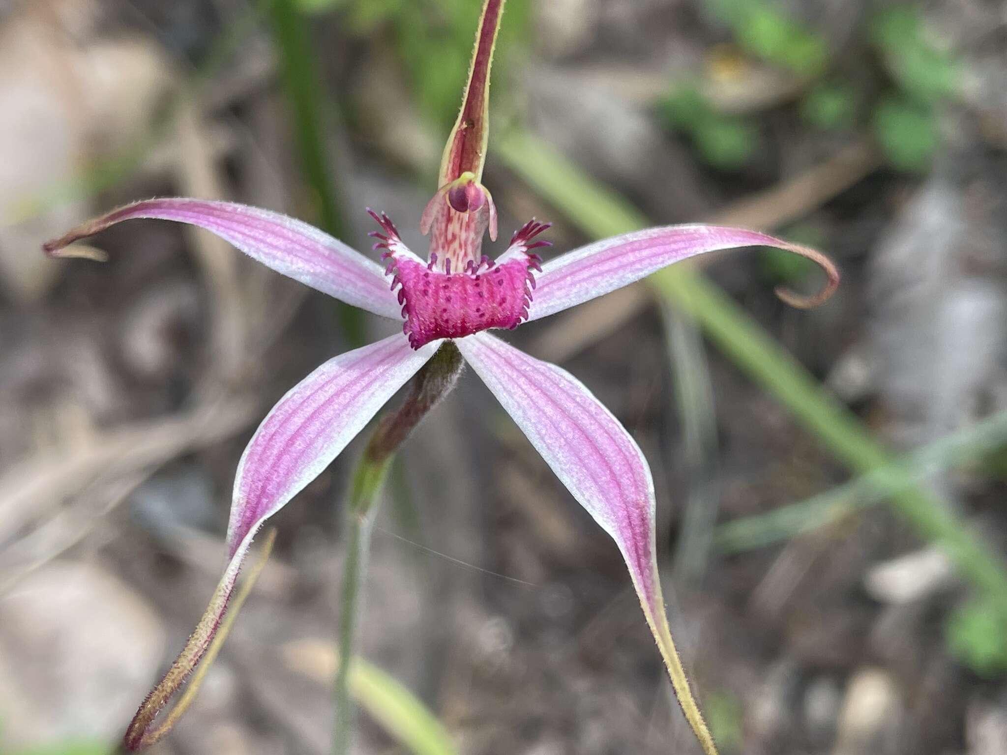 Image of Cherry spider orchid