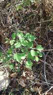 Image de Clematis texensis Buckl.