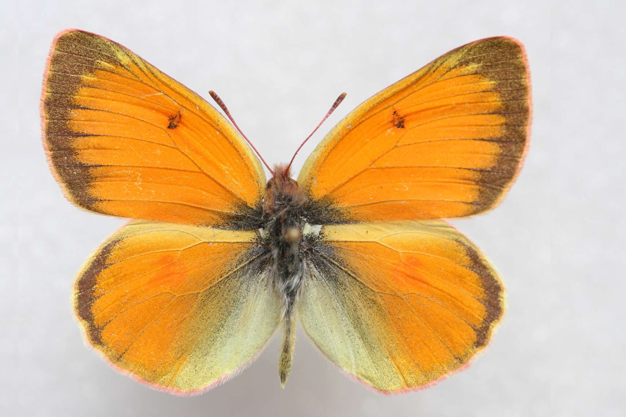 صورة Colias staudingeri Alphéraky 1881