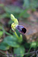 Image of Ophrys omegaifera var. basilissa (C. Alibertis, A. Alibertis & H. R. Reinhard) Faurh.