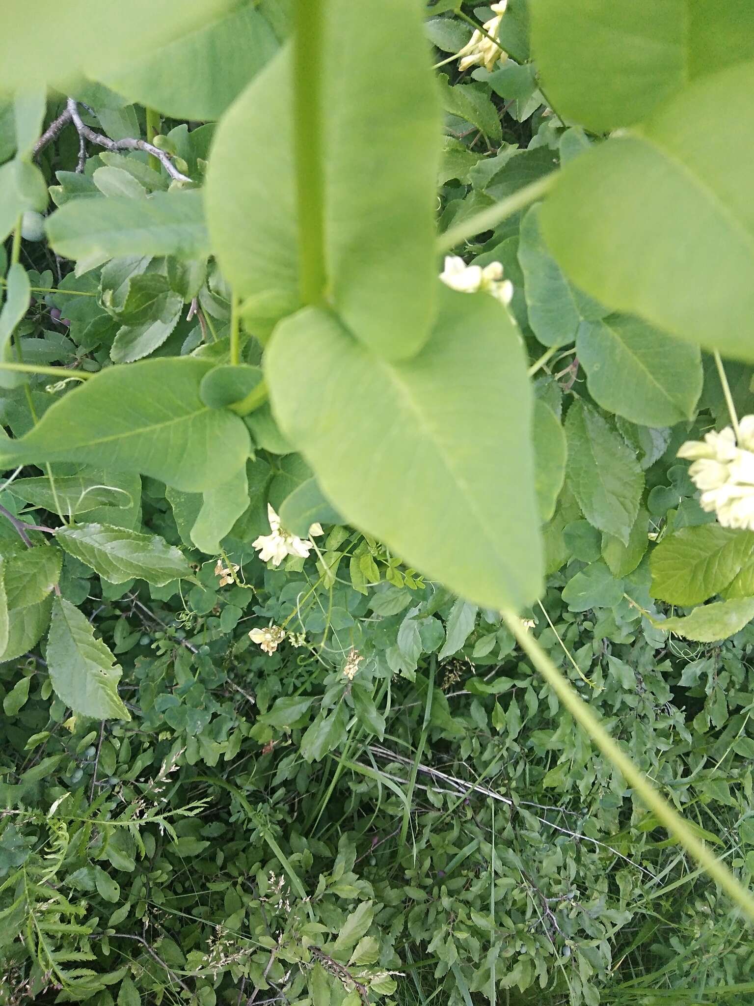 Imagem de Vicia pisiformis L.