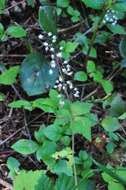 Imagem de Tiarella trifoliata L.