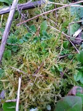 Image of calliergonella moss