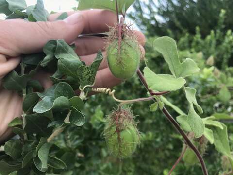 Image de Passiflora arida (Mast. & Rose) Killip