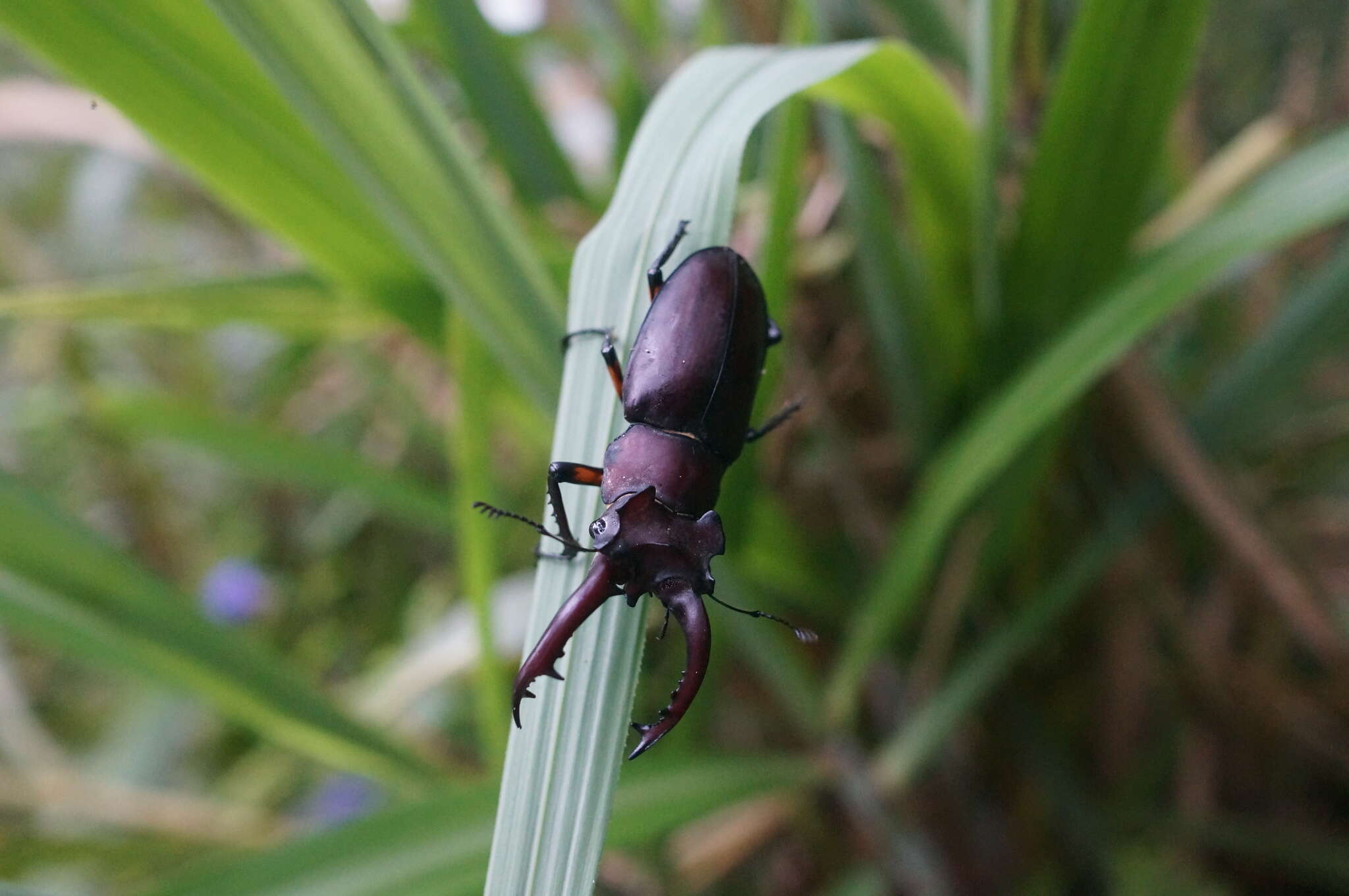 Image of Lucanus formosanus Planet 1899