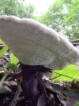 Image of Ganoderma steyaertianum B. J. Sm. & Sivasith. 2003