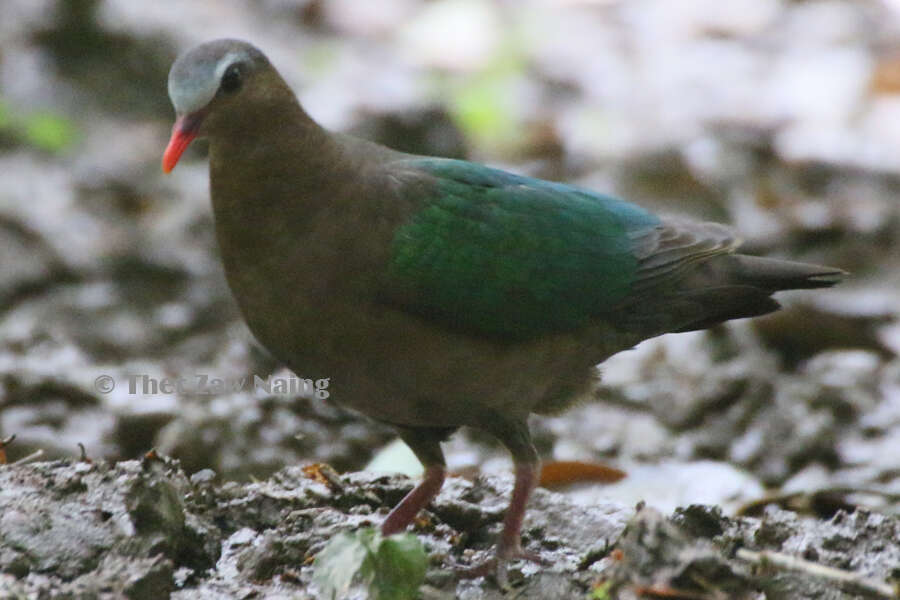 Image of Chalcophaps indica indica (Linnaeus 1758)