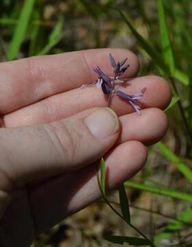 Слика од Streptanthus hyacinthoides Hook.