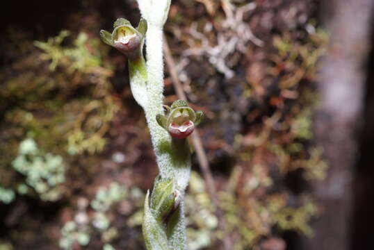 Image of Pachyplectron neocaledonicum Schltr.