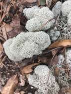 Image of Evans' reindeer lichen
