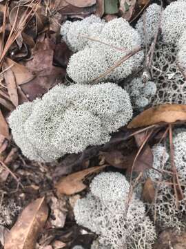 Image de Cladonia evansii Abbayes