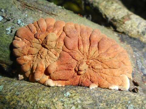 Imagem de Hypocreopsis lichenoides (Tode) Seaver 1910