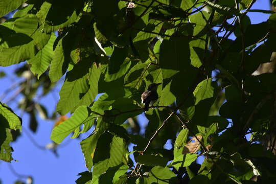 Image of Large Woodshrike